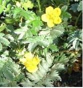 G: Gänseblümchen · Gänsefingerkraut · Goldrute · Gundelrebe