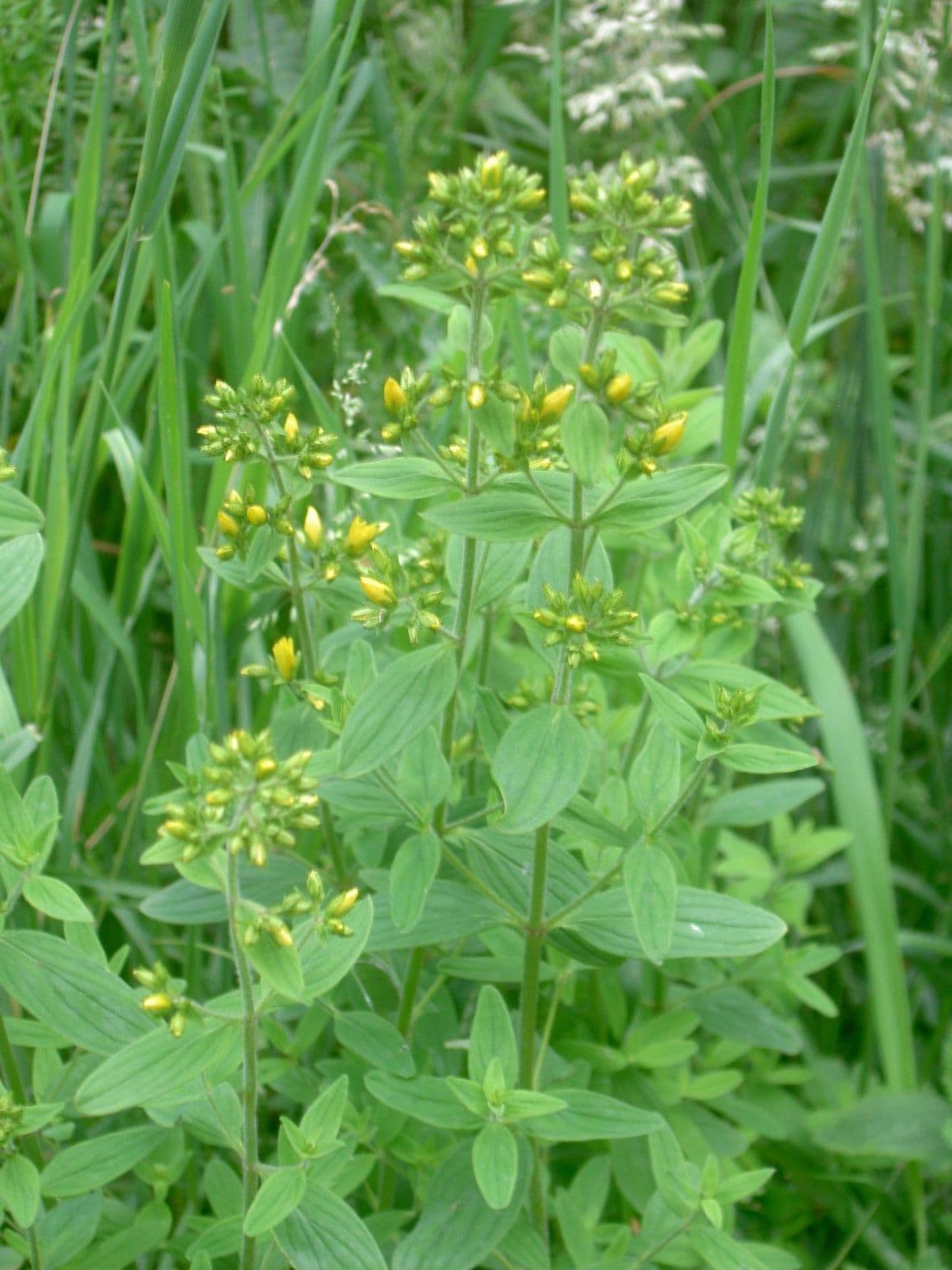Johanniskraut