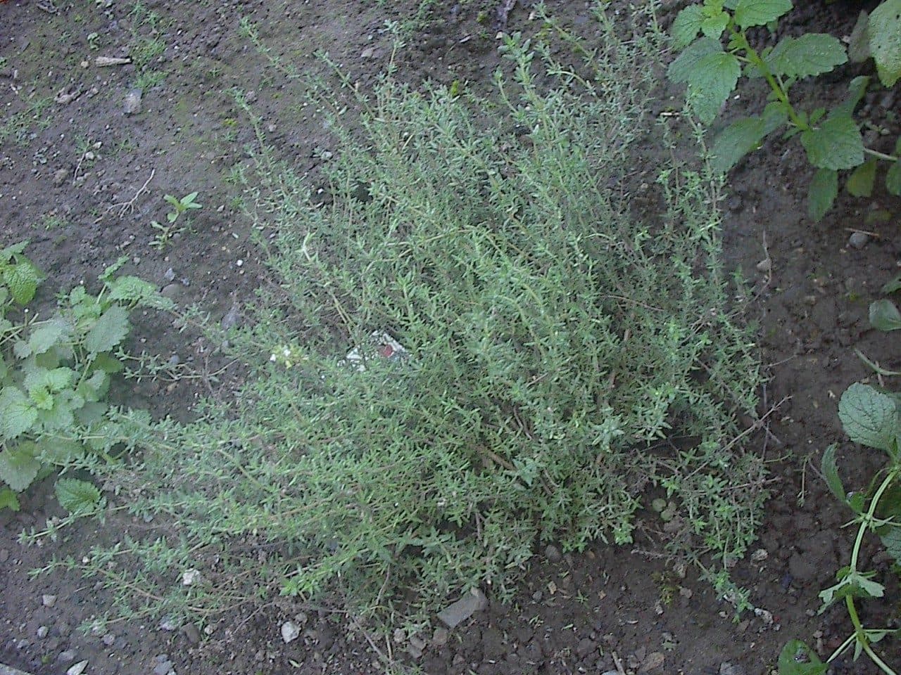 T – Z: Thymian · Zinnkraut